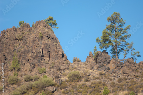 Cliff and Canary Island pine Pinus canariensis. The Nublo Rural Park. Aldea de San Nicolas de Tolentino. Gran Canaria. Canary Islands. Spain.