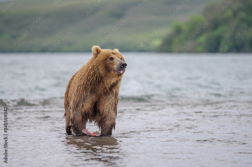 Fototapeta premium Ruling the landscape, brown bears of Kamchatka (Ursus arctos beringianus)