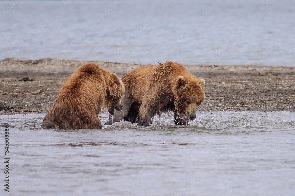 Ruling the landscape, brown bears of Kamchatka (Ursus arctos beringianus) Ruling the landscape, brown bears of Kamchatka (Ursus arctos beringianus)