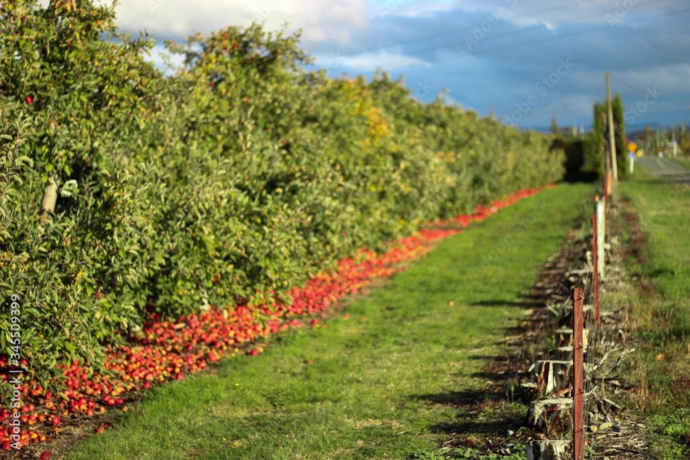 Obraz premium Apple orchard