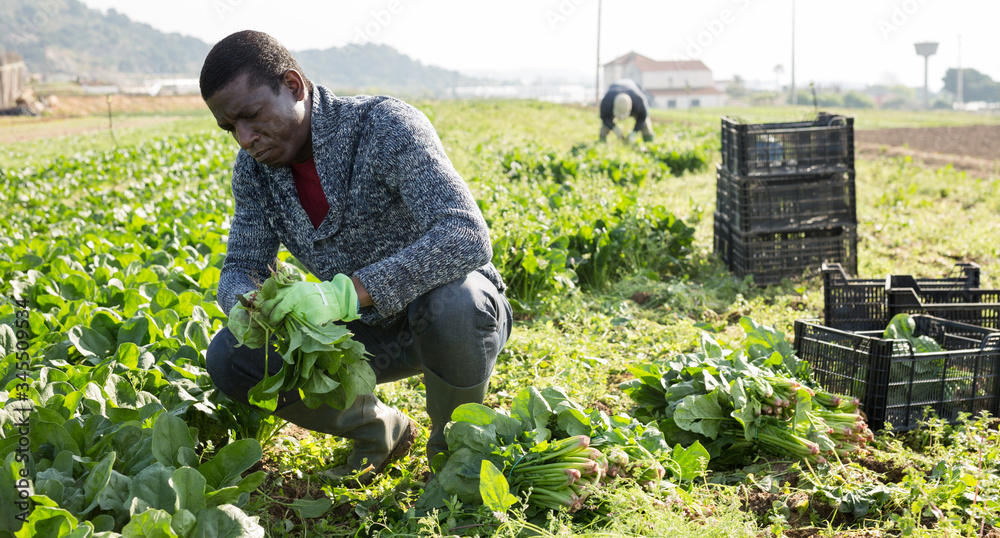 African American worker harvesting spinach