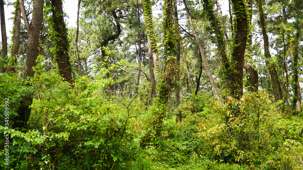 Fototapeta premium 松の防風林