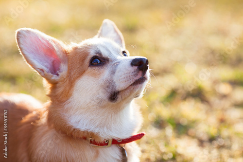 Corgi dog portrait. Close up of cute corgi face. Red dog-collar. Blur background. Pet care concept.