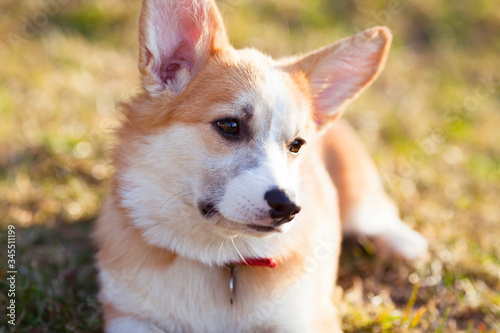 Corgi dog portrait. Close up of cute corgi face. Red dog-collar. Blur background. Pet care concept.