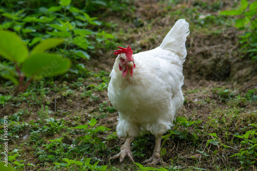 hen grazing freely in the field