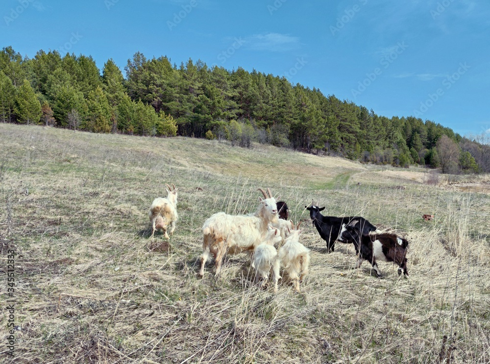 goats graze in a clearing near the forest on a sunny day