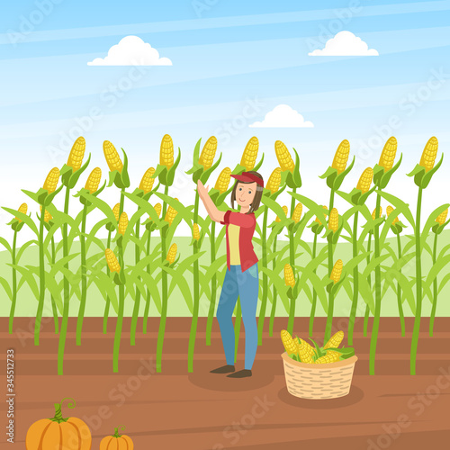 Girl Farmer Collecting Corn, Agricultural Worker Standing on Background of Corn Field with Basket Full of Corncobs Vector Illustration