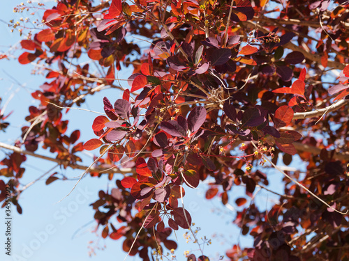 Spectacular Purple-leaved varieties of Cotinus Coggygria or smoketree  multi-stemmed shrub with beautiful round purple leaves and panicles of flowers with effect of fluffy clouds 