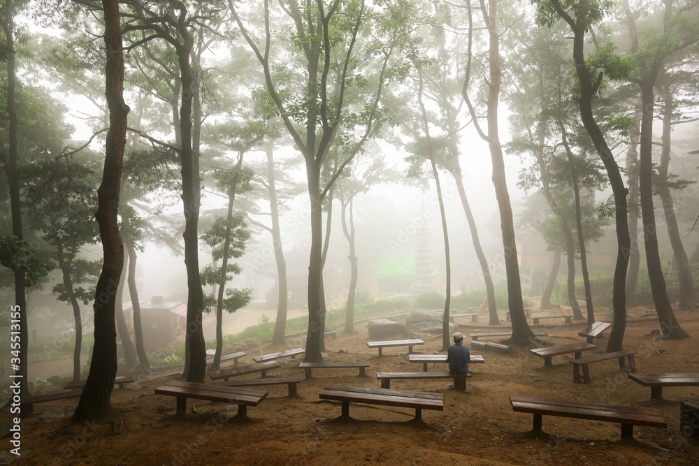 A misty morning with a man sitting on a bench in the forest. Hoam Mountain, South Korea