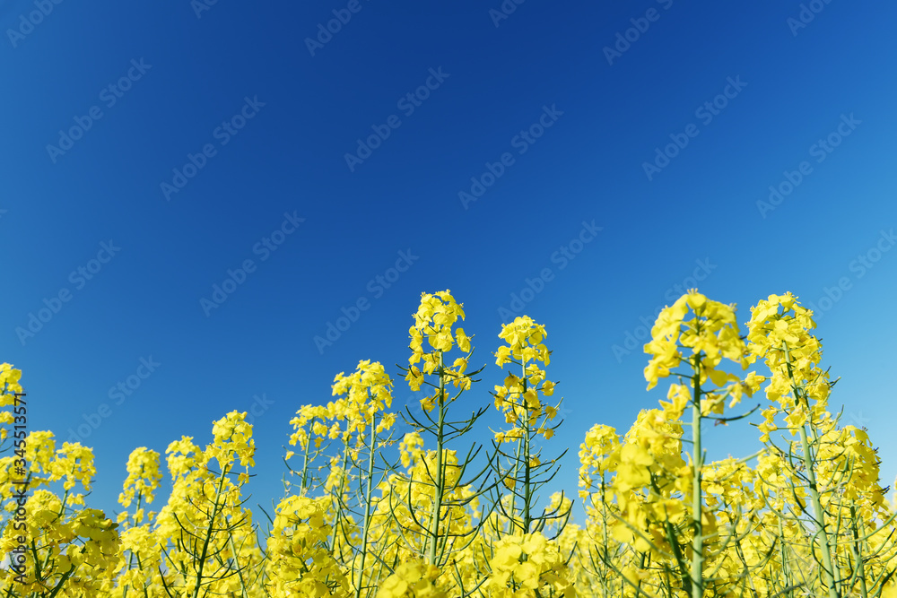 Bright yellow rapeseed flowers in spring against the blue sky on a sunny day. Bright yellow rapeseed flowers in spring against the blue sky on a sunny day.