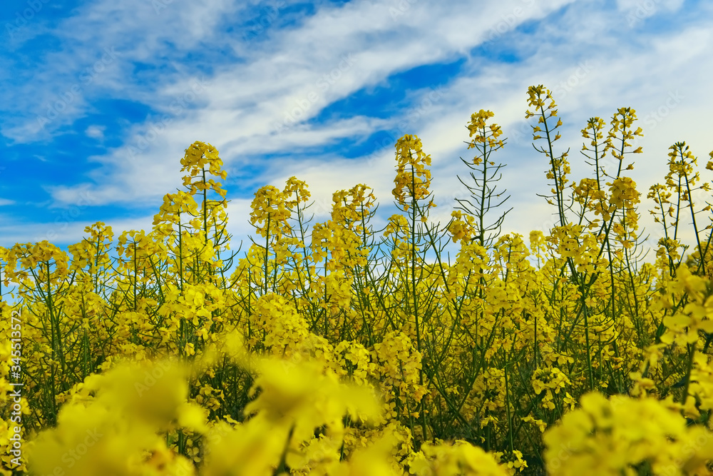 Bright yellow rapeseed flowers in spring against the blue sky on a sunny day. Bright yellow rapeseed flowers in spring against the blue sky on a sunny day.