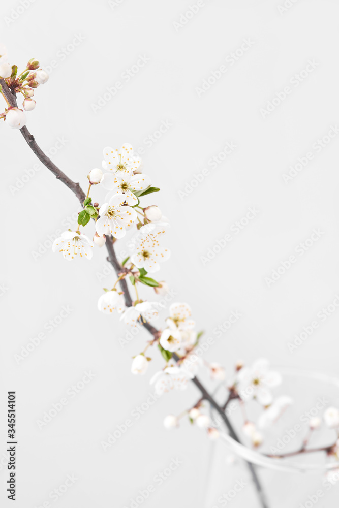 Cherry branch in blossom with small flowers on a light grey background. Cherry branch in blossom with small flowers on a light grey background.