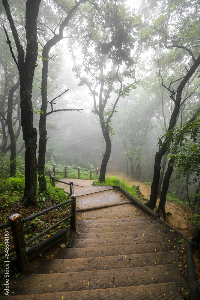 Misty morning on the forest road. Hoam Mountain, South Korea Misty morning on the forest road. Hoam Mountain, South Korea
