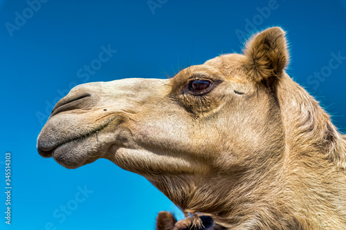 Camel Head Closeup Portrait in Desert. © AFZALKHAN