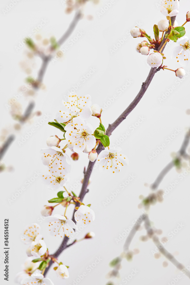 Congratulation background with spring blooming cherry branches.