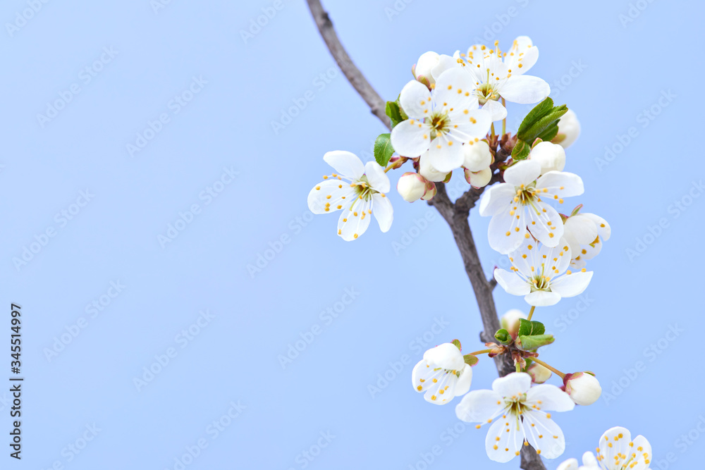 Close up cherry twig with flowers on a light lavender background.