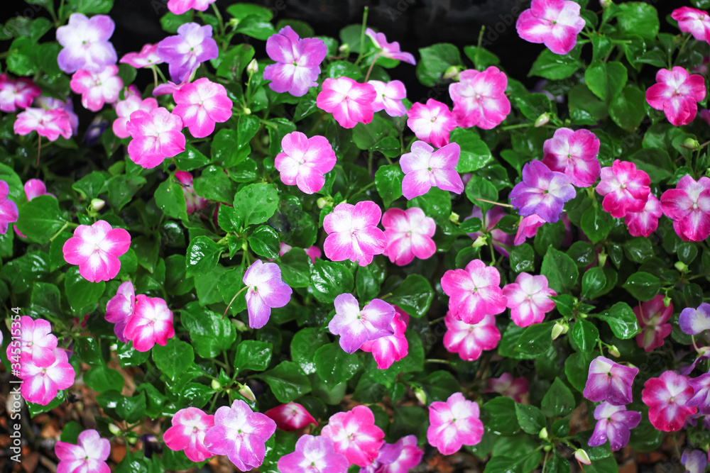 Colorful impatiens balsamina flowers blooming in gaden with water drops Colorful impatiens balsamina flowers blooming in gaden with water drops