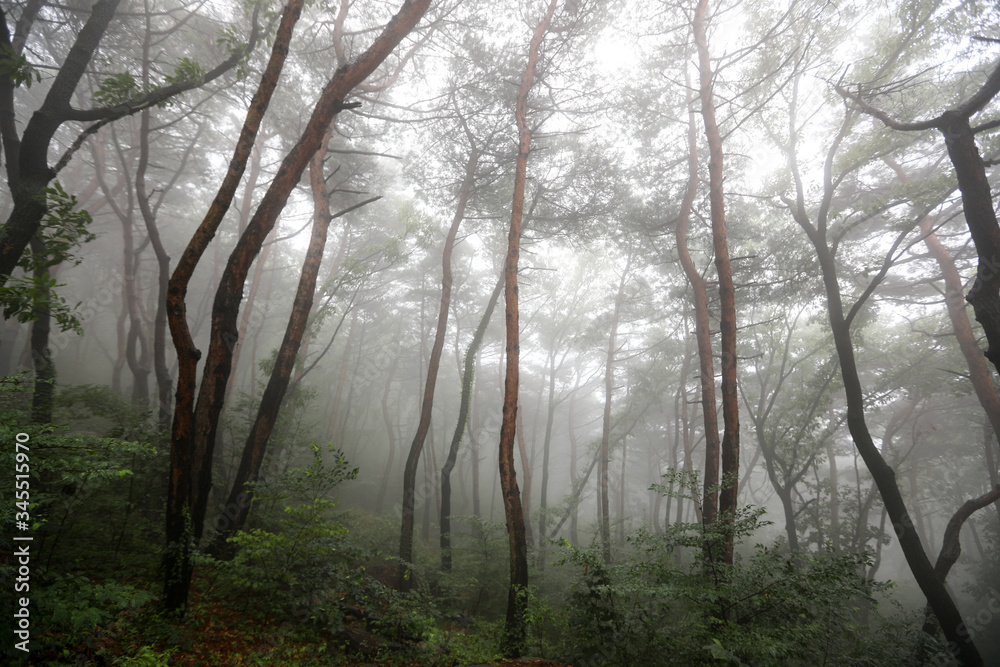 Misty morning in the forest. Hoam Mountain, South Korea Misty morning in the forest. Hoam Mountain, South Korea