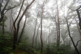 Misty morning in the forest. Hoam Mountain, South Korea