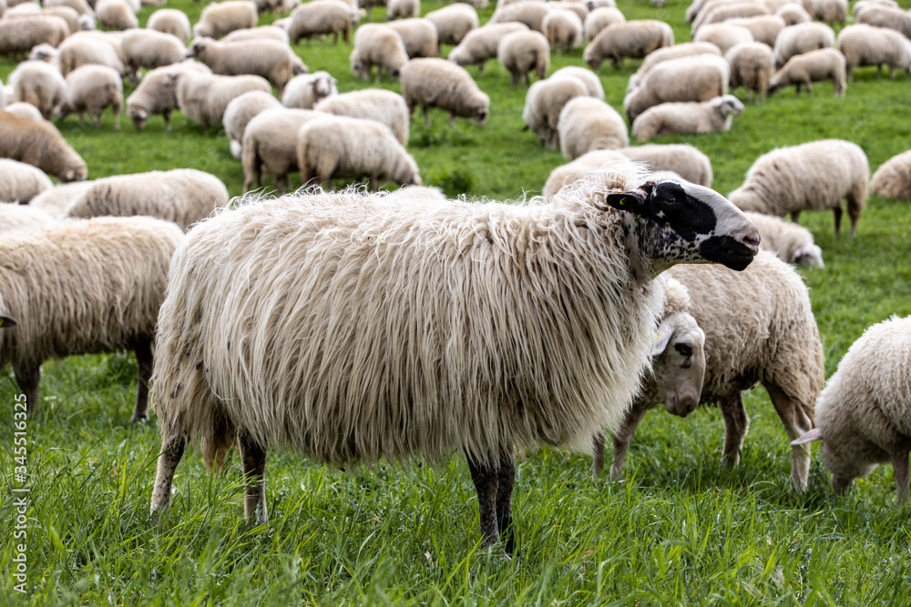Obraz premium Many sheeps in the field