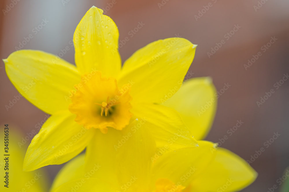Yellow flower on a blurred background. Spring daffodils during flowering. Close-up photo. Yellow flower on a blurred background. Spring daffodils during flowering. Close-up photo.
