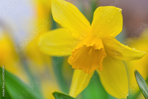 Yellow flower on a blurred background. Closeup of an inflorescence. Spring daffodils during flowering. Close-up photo.
