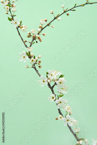 Blooming tender cherry twig against pastel green background.