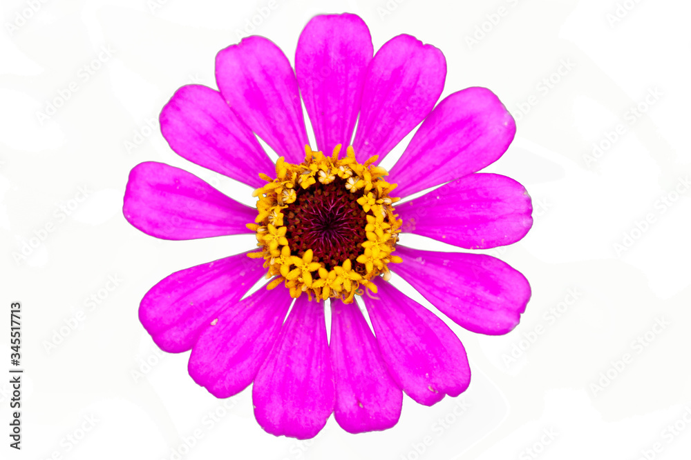 pink dahlia flower isolated