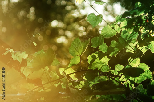 Zielona roślina bluszcz w promieniach słońca Wiosenny Letni element do ogrodowego projektu