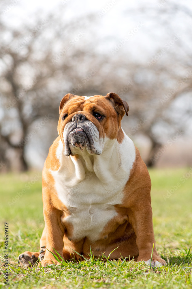 Elderly female English Bulldog sits on the grass in a spring garden. Purebred red-haired English bulldog.