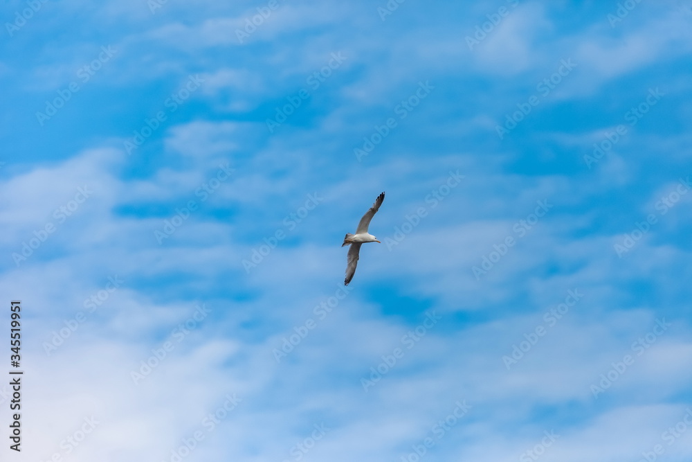 Flying bird river gull on the background of blue sky and white clouds (Background, banner, Wallpaper) Flying bird river gull on the background of blue sky and white clouds (Background, banner, Wallpaper)
