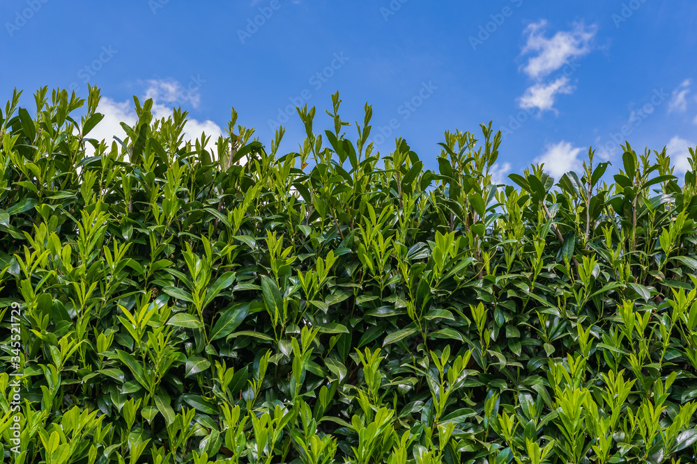 Giftige Planzen Kirschlorbeer - Hecke aus Lorbeerkirsche im Garten Giftige Planzen Kirschlorbeer - Hecke aus Lorbeerkirsche im Garten
