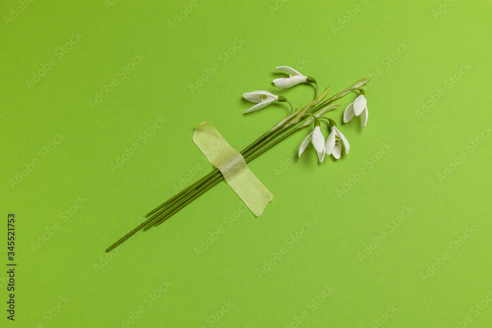 Spring snowdrop flowers are glued with tape on a green background. Romantic and tender congratulations, creative minimalist bouquet. Spring snowdrop flowers are glued with tape on a green background. Romantic and tender congratulations, creative minimalist bouquet.