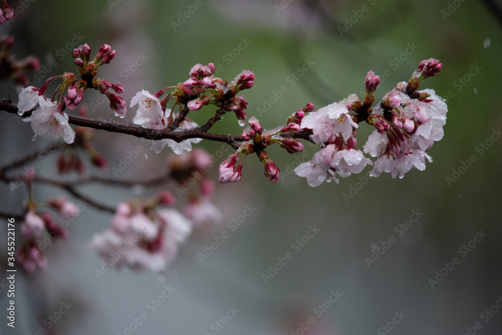 Snow cherry Cherry Blossoms In full bloom flower Snow cherry Cherry Blossoms In full bloom flower