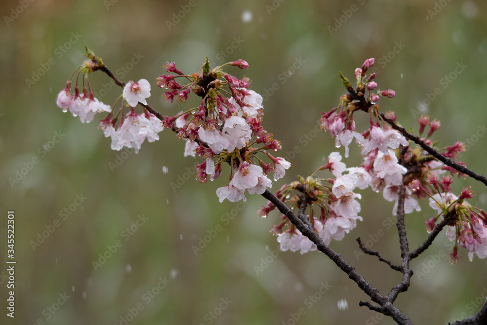 Snow cherry Cherry Blossoms In full bloom flower Snow cherry Cherry Blossoms In full bloom flower