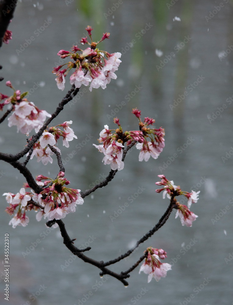Snow cherry Cherry Blossoms In full bloom flower Snow cherry Cherry Blossoms In full bloom flower