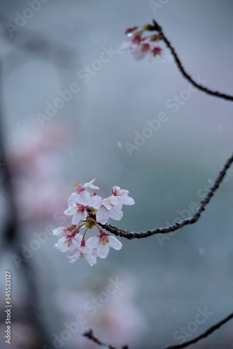 Snow cherry Cherry Blossoms In full bloom flower