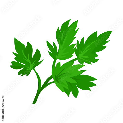 Leaf of celery vector icon.Cartoon vector icon isolated on white background leaf of celery.