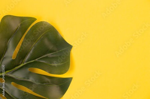 Leaf of Monstera plant on a yellow background, Monstera deliciosa, top view