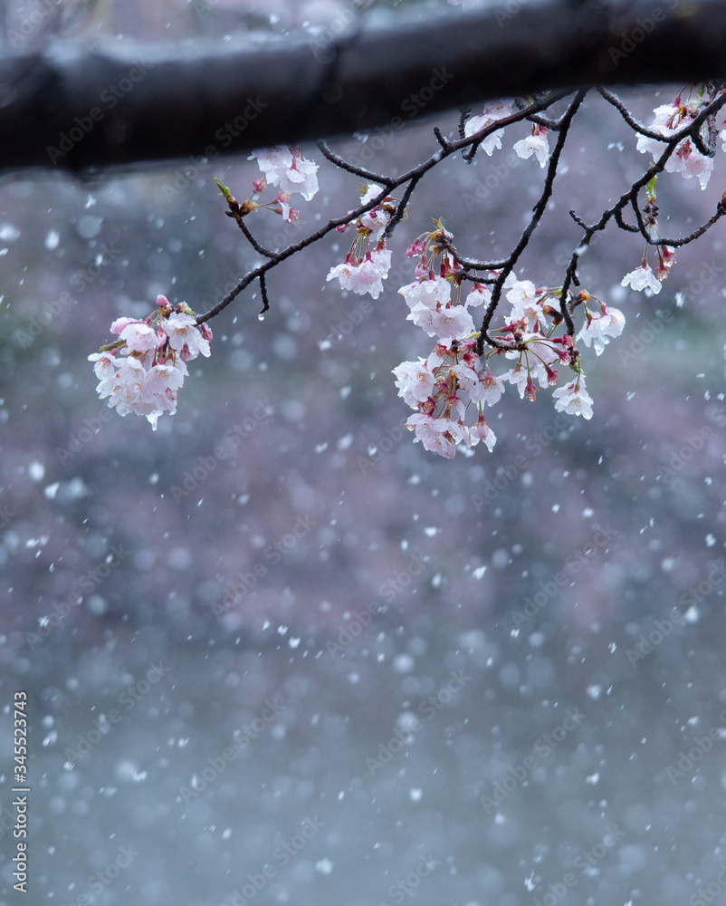 Snow cherry Cherry Blossoms In full bloom flower Snow cherry Cherry Blossoms In full bloom flower