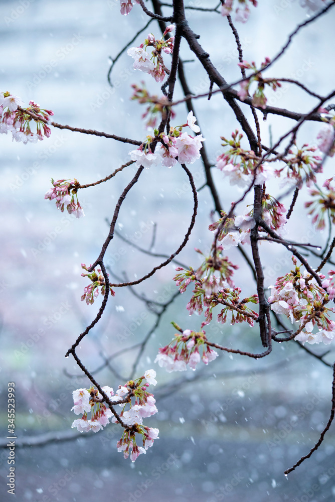 Snow cherry　Cherry Blossoms　sakura　In full bloom　flower