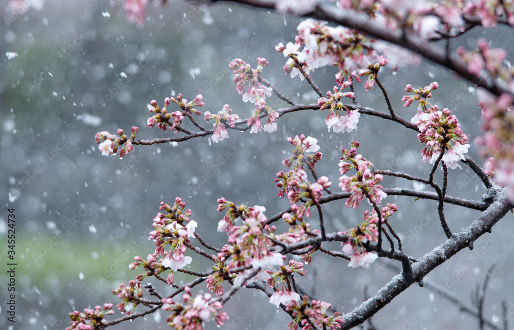 Snow cherry Cherry Blossoms sakura In full bloom flower Snow cherry Cherry Blossoms sakura In full bloom flower