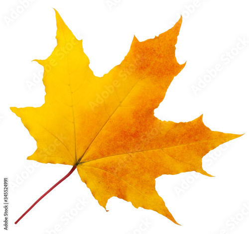 autumn maple leaf isolated on white background, clipping path, full depth of field