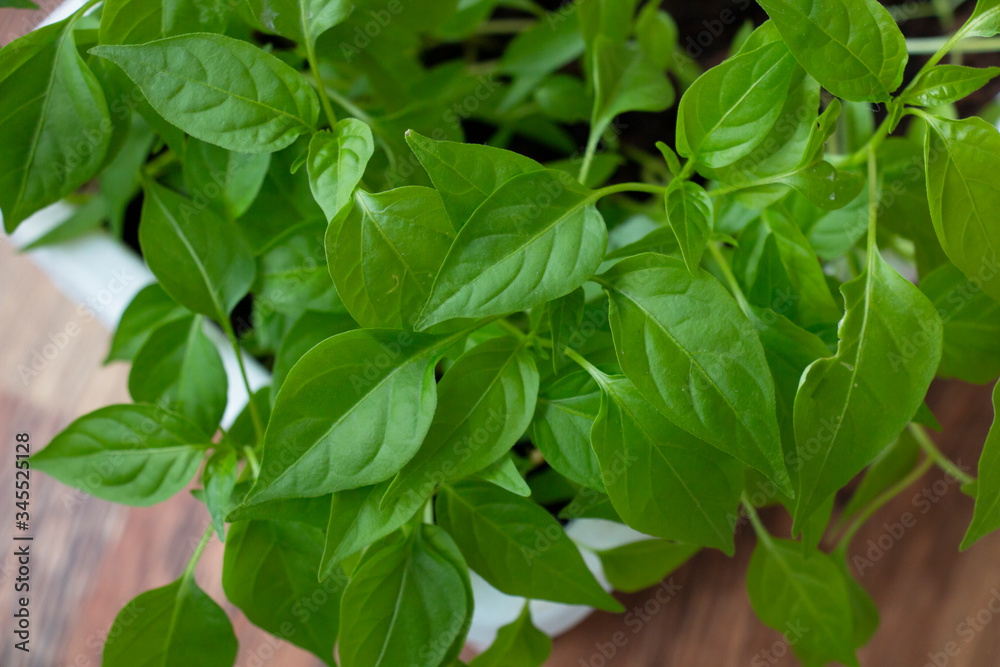 red pepper seedlings, green sprouts in a white box red pepper seedlings, green sprouts in a white box