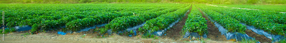 Strawberry field plantation with red berries on a sunny day Strawberry field plantation with red berries on a sunny day