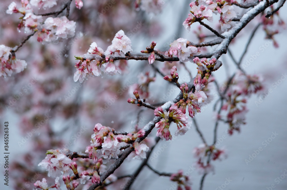 Snow cherry Cherry Blossoms sakura In full bloom flower Snow cherry Cherry Blossoms sakura In full bloom flower