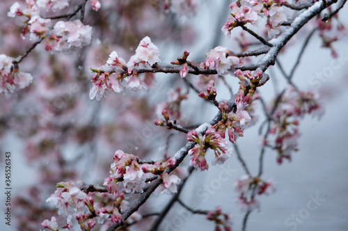 Snow cherry　Cherry Blossoms　sakura　In full bloom　flower