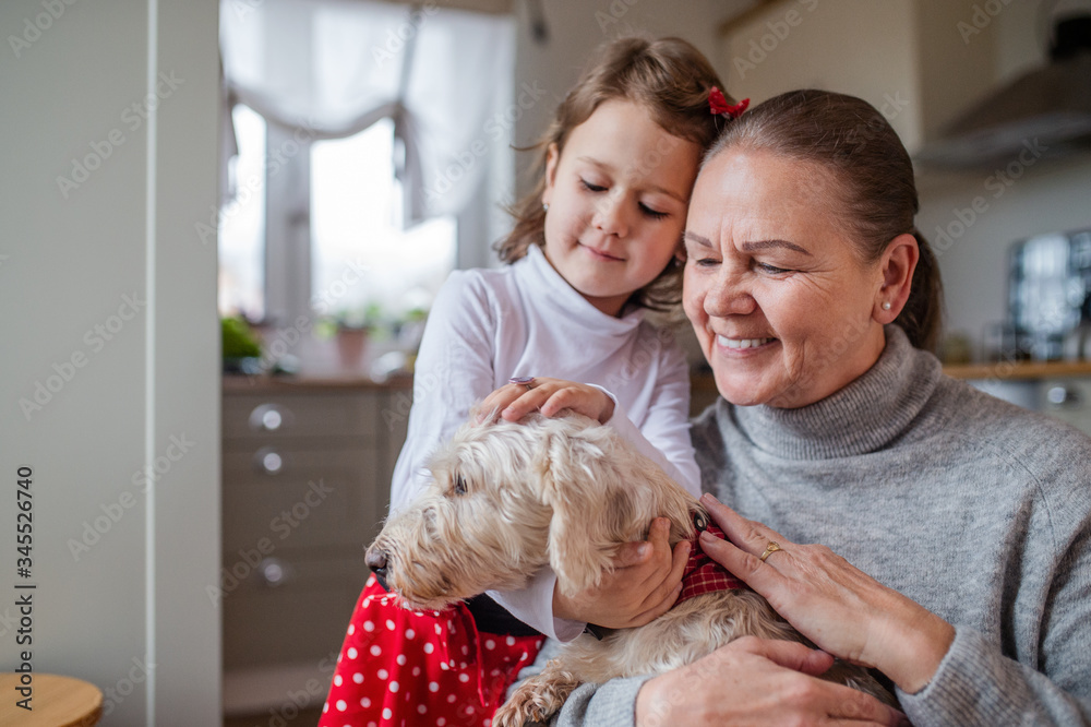 Small girl with senior grandmother playing with dog indoors at home. Small girl with senior grandmother playing with dog indoors at home.