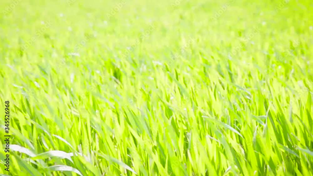 Close up waving Green Spring Wheat Field. Waves young green wheat stalks on field. Cereal plant, bread corn, rye, oat, rice Close up waving Green Spring Wheat Field. Waves young green wheat stalks on field. Cereal plant, bread corn, rye, oat, rice