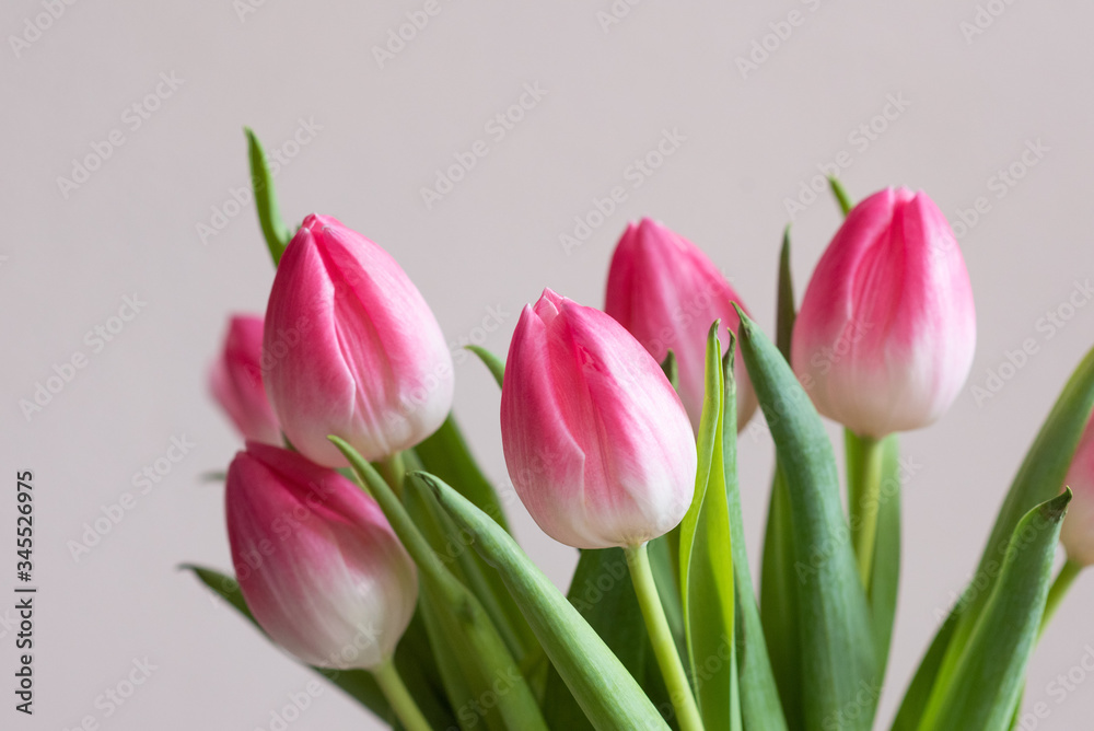 Fototapeta premium Pink tulips on light background, spring flowers banner, greeting card photo
